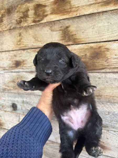 KELLY dolce cucciola futura taglia media cerca casa  in adozione | Foto 0