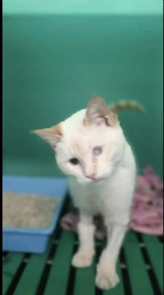 LUCILLA gattina 3 mesi cerca casa  | Foto 3