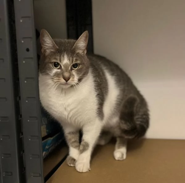 BOLLA dolce gattina 1 anno  cerca casa  in adozione | Foto 3