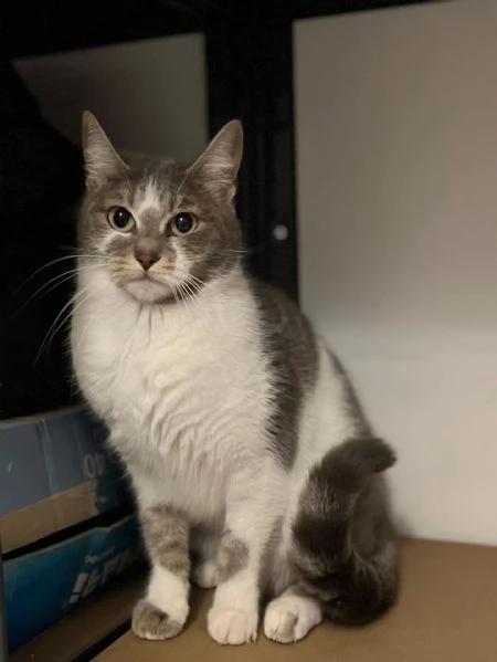 BOLLA dolce gattina 1 anno  cerca casa  in adozione | Foto 2