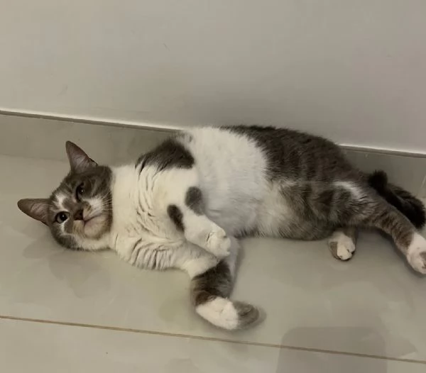 BOLLA dolce gattina 1 anno  cerca casa  in adozione | Foto 1