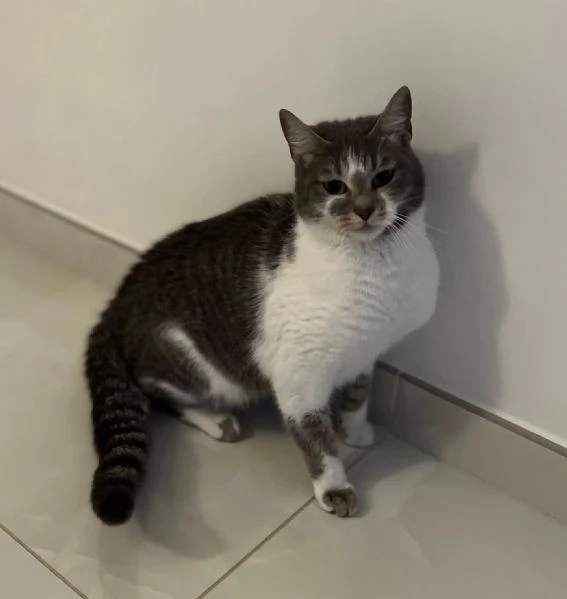 BOLLA dolce gattina 1 anno  cerca casa  in adozione | Foto 0