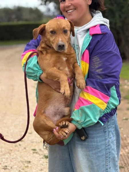 Vittorio dolce cagnolino 2 anni e mezzo cerca casa  in adozione | Foto 0