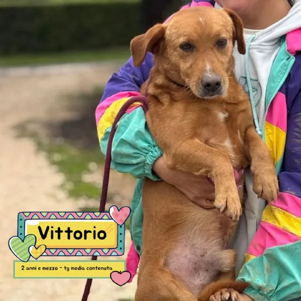 Vittorio dolce cagnolino 2 anni e mezzo cerca casa  in adozione