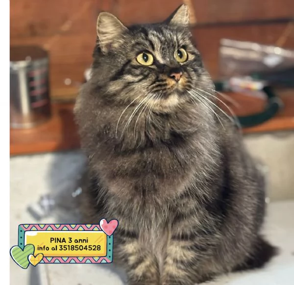 PINA gattina dolce e buona  3 anni cerca casa  in adozione 