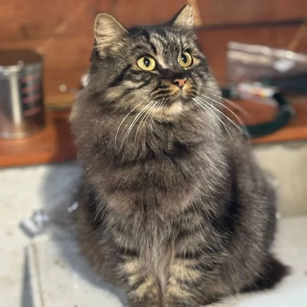 PINA gattina dolce e buona  3 anni cerca casa  in adozione  | Foto 1