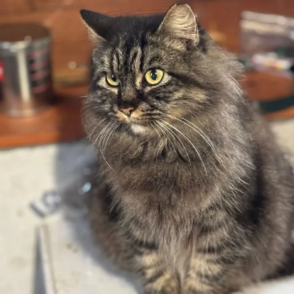 PINA gattina dolce e buona  3 anni cerca casa  in adozione  | Foto 0