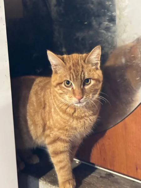 LEONE dolce gattino rosso 4 mesi cerca casa  in adozione  | Foto 2