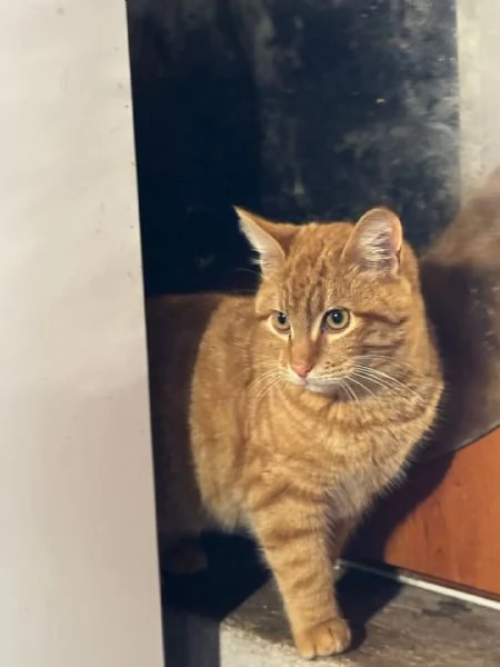 LEONE dolce gattino rosso 4 mesi cerca casa  in adozione  | Foto 1