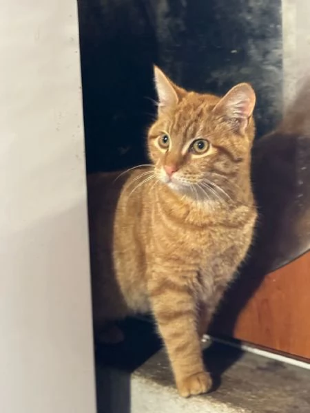 LEONE dolce gattino rosso 4 mesi cerca casa  in adozione  | Foto 0