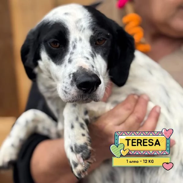 Teresa dolce cagnolina 1 anno cerca casa  in adozione