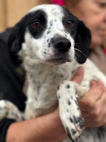 Teresa dolce cagnolina 1 anno cerca casa  in adozione | Foto 2