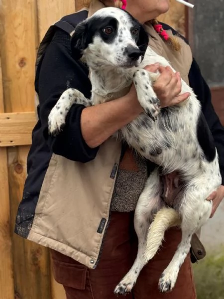 Teresa dolce cagnolina 1 anno cerca casa  in adozione | Foto 1