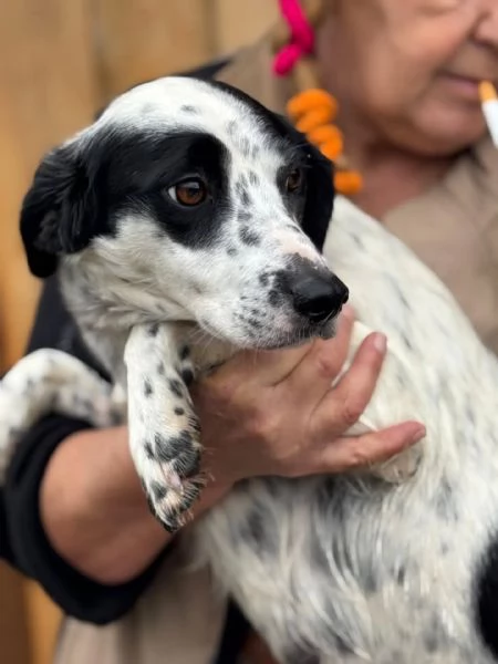 Teresa dolce cagnolina 1 anno cerca casa  in adozione | Foto 0