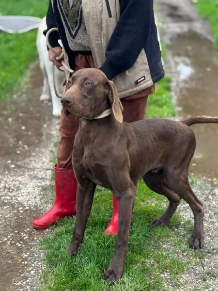 BRANDO kurzhaar puro 16 mesi cerca casa  in adozione  | Foto 1