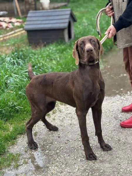 BRANDO kurzhaar puro 16 mesi cerca casa  in adozione  | Foto 0