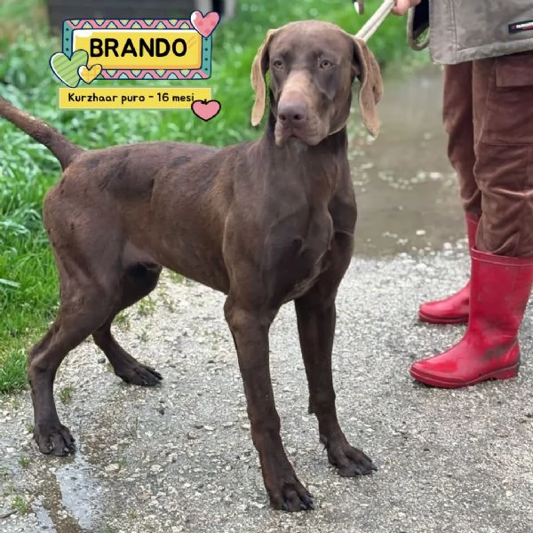 BRANDO kurzhaar puro 16 mesi cerca casa  in adozione 