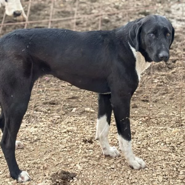 ATHEN 8 mesi cerca casa  in adozione pastore dellasia centrale | Foto 0