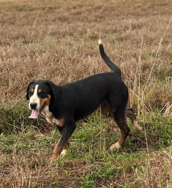 Bella grande bovaro svizzero 9 mesi cerca casa  in adozione | Foto 1