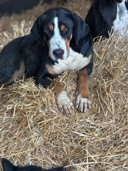 Bella grande bovaro svizzero 9 mesi cerca casa  in adozione | Foto 0