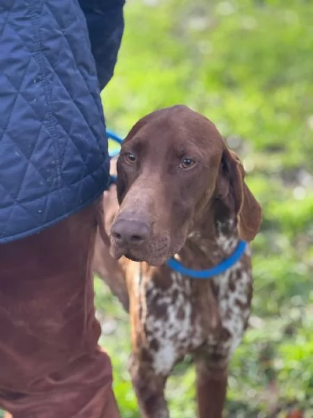 Alberto bracco tedesco puro 7 mesi cerca casa  in adozione | Foto 1