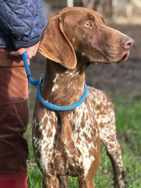 Alberto bracco tedesco puro 7 mesi cerca casa  in adozione | Foto 0