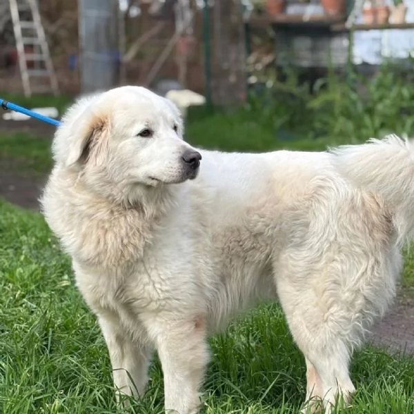 LUCKY 5 anni cerca casa  rinuncia di proprietagrave  pastore maremmano in adozione | Foto 0