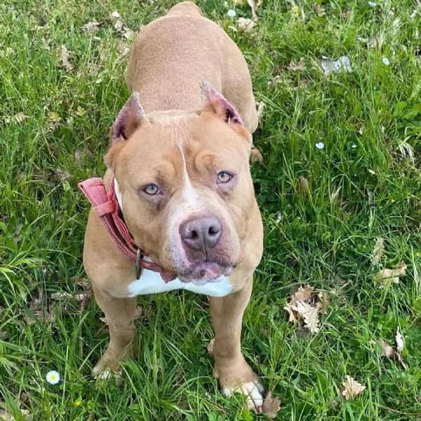 CHEYENNE american bully 5 anni cerca casa  in adozione  | Foto 2