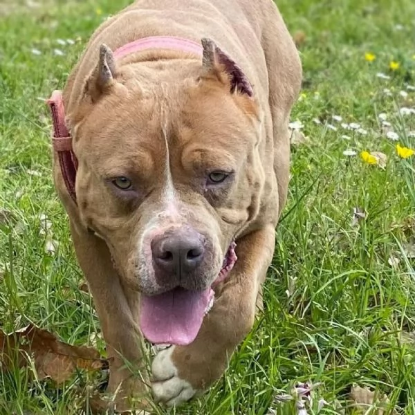 CHEYENNE american bully 5 anni cerca casa  in adozione  | Foto 1