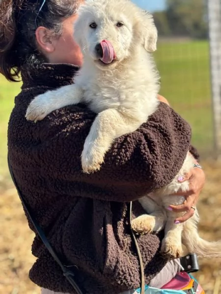 MIRTO dolce cucciolo 3 mesi pastore maremmano cerca casa  in adozione | Foto 1