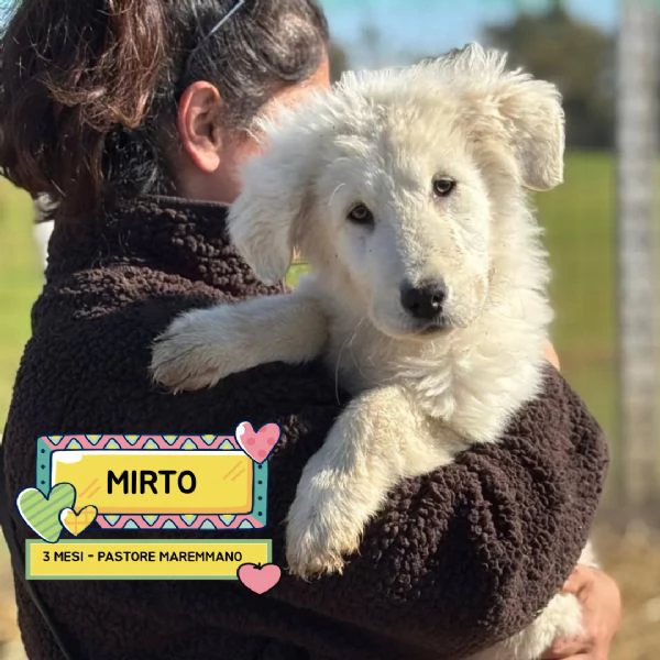 MIRTO dolce cucciolo 3 mesi pastore maremmano cerca casa  in adozione