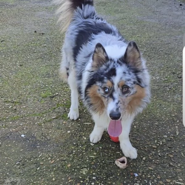 BOO  Border Collie mantello blu merle cerca casa  in adozione | Foto 2