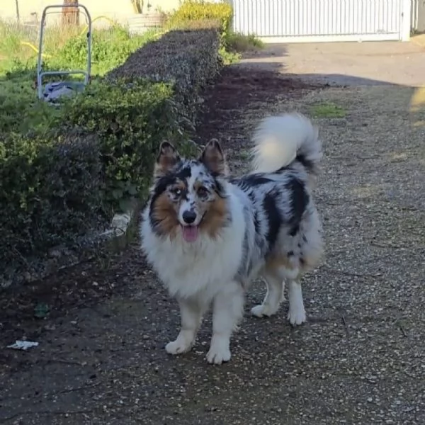 BOO  Border Collie mantello blu merle cerca casa  in adozione | Foto 1
