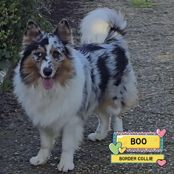 BOO  Border Collie mantello blu merle cerca casa  in adozione
