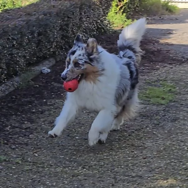 BOO  Border Collie mantello blu merle cerca casa  in adozione | Foto 0