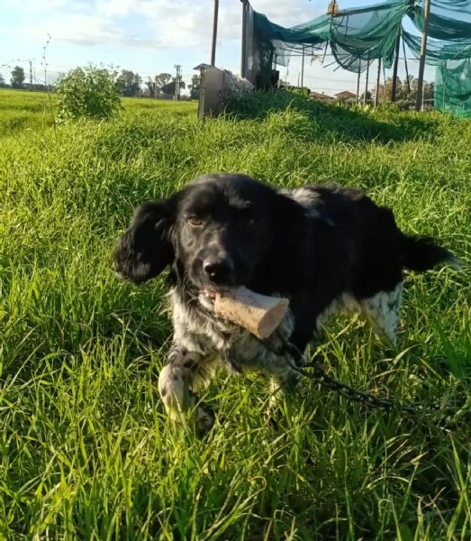 ALEX  8 mesi cerca casa  mix breton springer spaniel in adozione  | Foto 2