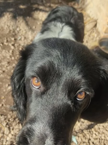 ALEX  8 mesi cerca casa  mix breton springer spaniel in adozione  | Foto 1
