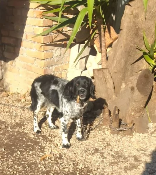 ALEX  8 mesi cerca casa  mix breton springer spaniel in adozione  | Foto 0