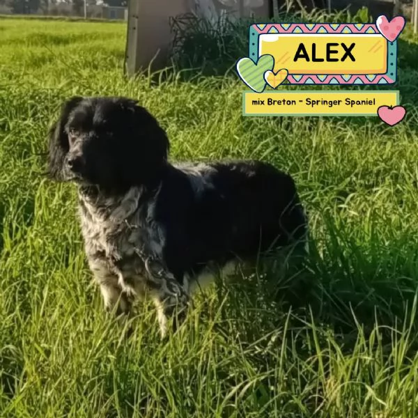ALEX  8 mesi cerca casa  mix breton springer spaniel in adozione 