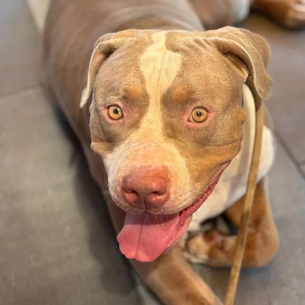 KAOS american bully XL 3 anni cerca casa  in adozione  | Foto 1