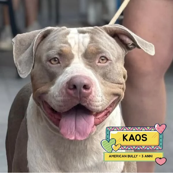 KAOS american bully XL 3 anni cerca casa  in adozione 