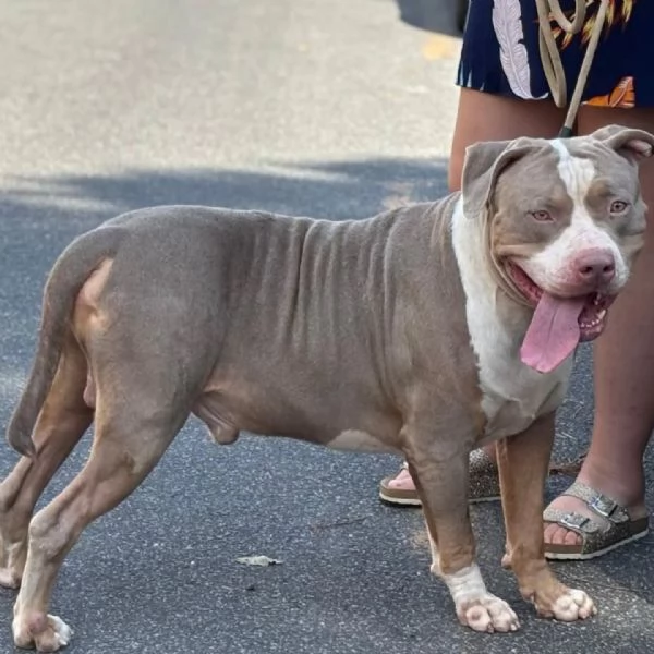 KAOS american bully XL 3 anni cerca casa  in adozione  | Foto 0