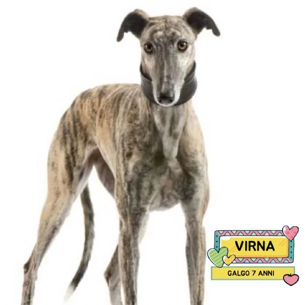 Virna  galgo spagnolo femmina 7 anni cerca casa  in adozione 