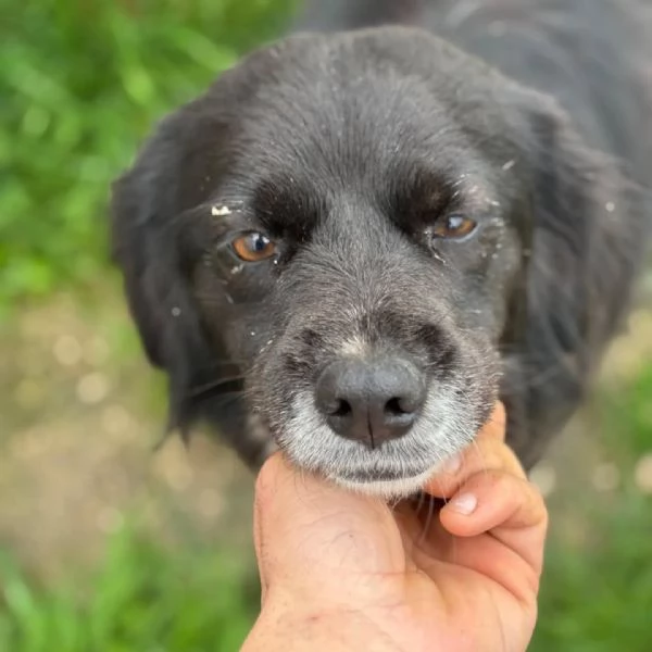 MOLLY dolce cagnolina taglia mediopiccola cerca casa  in adozione | Foto 1