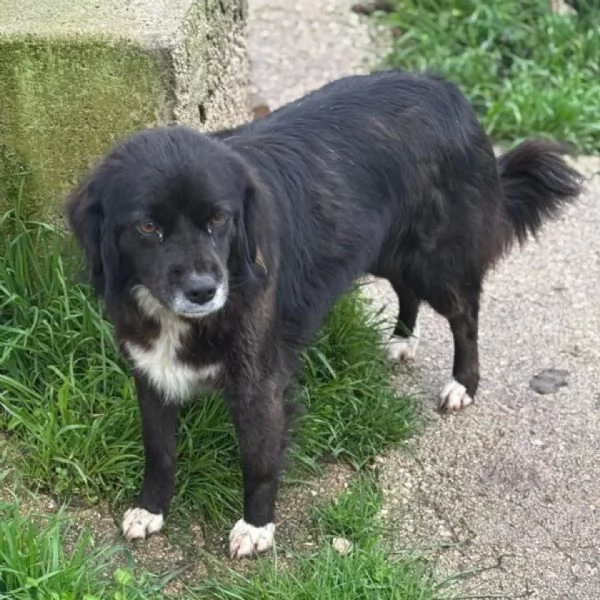 MOLLY dolce cagnolina taglia mediopiccola cerca casa  in adozione | Foto 0