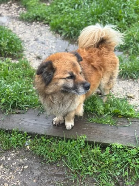 LUCIANO cagnolino dolce e simpatico taglia contenuta cerca casa  in adozione | Foto 1