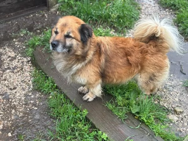 LUCIANO cagnolino dolce e simpatico taglia contenuta cerca casa  in adozione | Foto 0