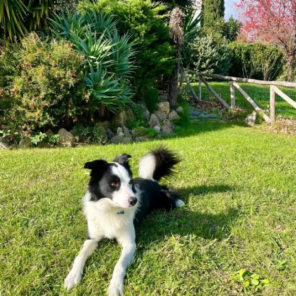 YAGO  border collie 4 anni cerca casa  in adozione  | Foto 4