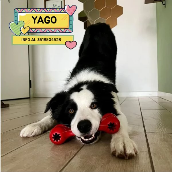 YAGO  border collie 4 anni cerca casa  in adozione 