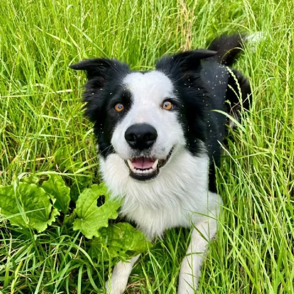 YAGO  border collie 4 anni cerca casa  in adozione  | Foto 3